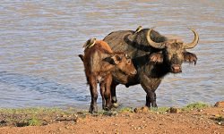 Muddy buffalo mother and calf Muddy buffalo mother and calf