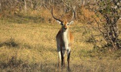 Red Lechwe male Red Lechwe male