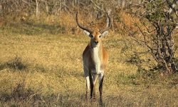 Red Lechwe male Red Lechwe male