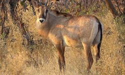 Roan antelope Roan antelope