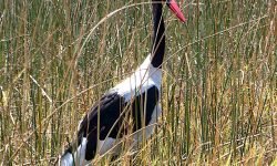 Saddle Bill stork Saddle Bill stork