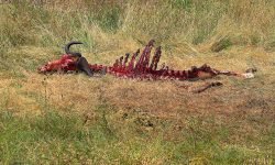 Wildebeest stripped clean by scavengers Wildebeest stripped clean by scavengers