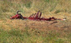 Wildebeest stripped clean by scavengers Wildebeest stripped clean by scavengers