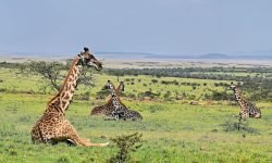 Tower of giraffes in sleeping position Tower of giraffes in sleeping position