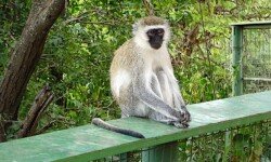 Vervet Monkey Vervet Monkey