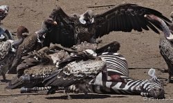Vultures on dead zebra (natural death) Vultures on dead zebra (natural death)