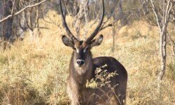 Water buck male Water buck male