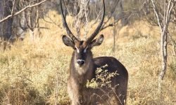 Water buck male Water buck male