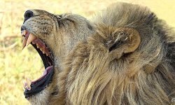 Yawning lion Yawning lion