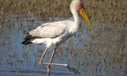 Yellow Billed Stork Yellow Billed Stork