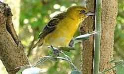 Yellow Weaver bird Yellow Weaver bird
