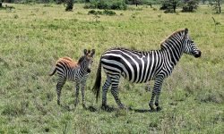 Zebra and foal Zebra and foal