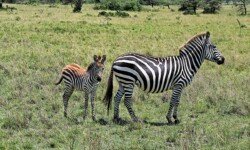 Zebra and foal Zebra and foal