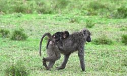 Olive baboon female and baby (1) Olive baboon female and baby (1)