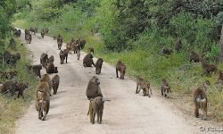 Part of large baboon troup Part of large baboon troup