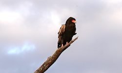 Bateleur Eagle Bateleur Eagle