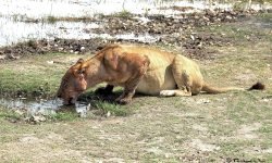 Bloody lioness takes a drink Bloody lioness takes a drink