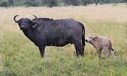 buffalo mother and rare albino calf buffalo mother and rare albino calf