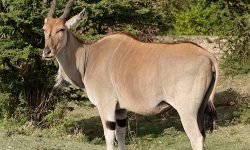Eland - heaviest of all antelopes Eland - heaviest of all antelopes