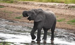 elephant drinking at river elephant drinking at river