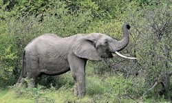 elephant stripping tree elephant stripping tree