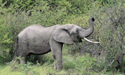 elephant stripping tree elephant stripping tree