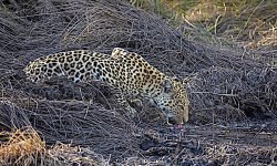 Female drinks in the evening light Female drinks in the evening light