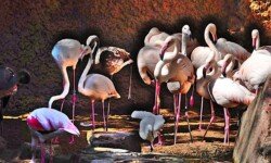 Flamingos - breeding program (Spain) Flamingos - breeding program (Spain)