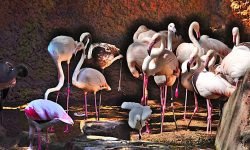Flamingos - breeding program (Spain) Flamingos - breeding program (Spain)