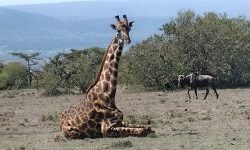 Giraffe in resting and sleeping position Giraffe in resting and sleeping position