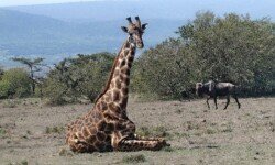 Giraffe in resting and sleeping position Giraffe in resting and sleeping position