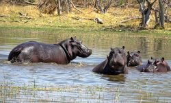 Pod of hippos Pod of hippos