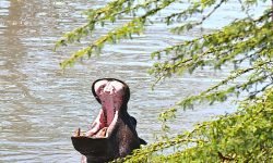 hippo gape 2 (up to 1.2 metres) hippo gape 2 (up to 1.2 metres)