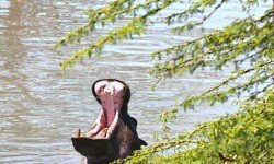 hippo gape 2 (up to 1.2 metres) hippo gape 2 (up to 1.2 metres)