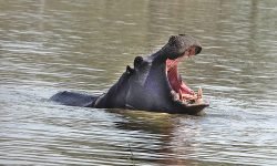Hippo gape (up to 1.2 metres) Hippo gape (up to 1.2 metres)