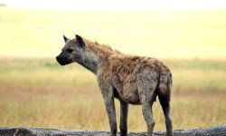 Tanzanian male hyena in early dawn