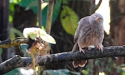 Jungle Barbla Jungle Barbla