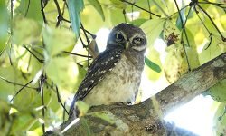 Jungle Owlet Jungle Owlet