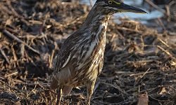 Juvenile Night Heron Juvenile Night Heron