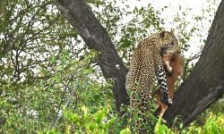 leopard with kill climbs to first fork with hyenas screaming below leopard with kill climbs to first fork with hyenas screaming below