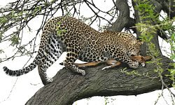 leopard with kill climbs to second fork leopard with kill climbs to second fork