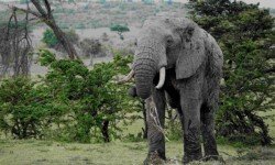 Old lone elephant Old lone elephant
