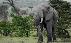 Old lone elephant Old lone elephant