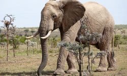 Bull elephant - just 5 metres away Bull elephant - just 5 metres away