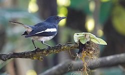 Magpie Robin Magpie Robin