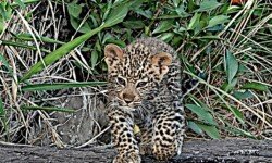 male cub out on his own male cub out on his own