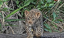 male cub out on his own male cub out on his own