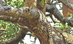 Male leopard - great example of camouflage Male leopard - great example of camouflage
