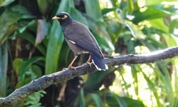 Indian Minah bird Indian Minah bird