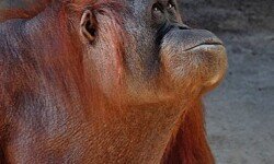 Female orangutan - Bioparc Spain Female orangutan - Bioparc Spain